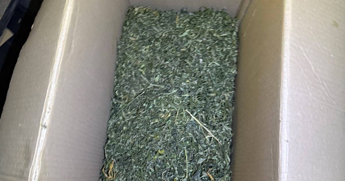 droga marihuana