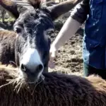 Farma magaraca "Mali Farmer" Zavidovići