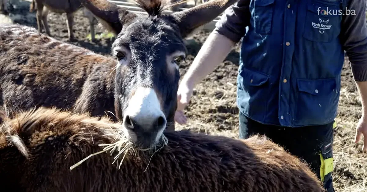 Farma magaraca "Mali Farmer" Zavidovići