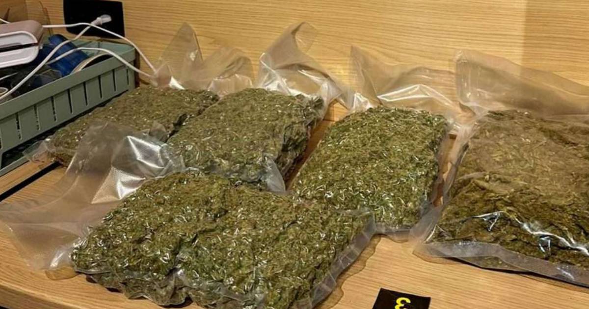 kanabis marihuana droga