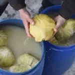 Kiseli kupus