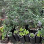 marihuana droga