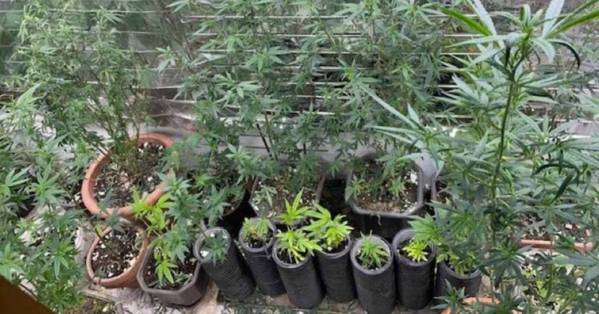 marihuana droga