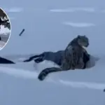 Snježni leopard napao turisticu