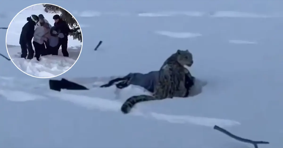 Snježni leopard napao turisticu