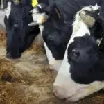 mlijeko krave farma