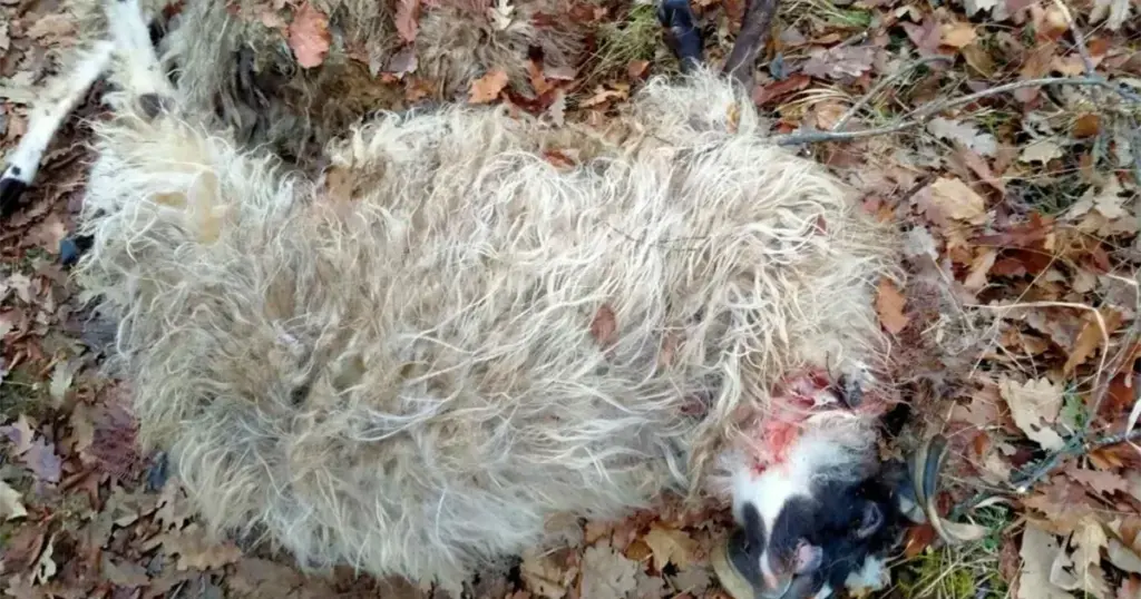 U selima kod Prozora vukovi zaklali oko stotinu ovaca i koza