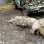 U selima kod Prozora vukovi zaklali oko stotinu ovaca i koza