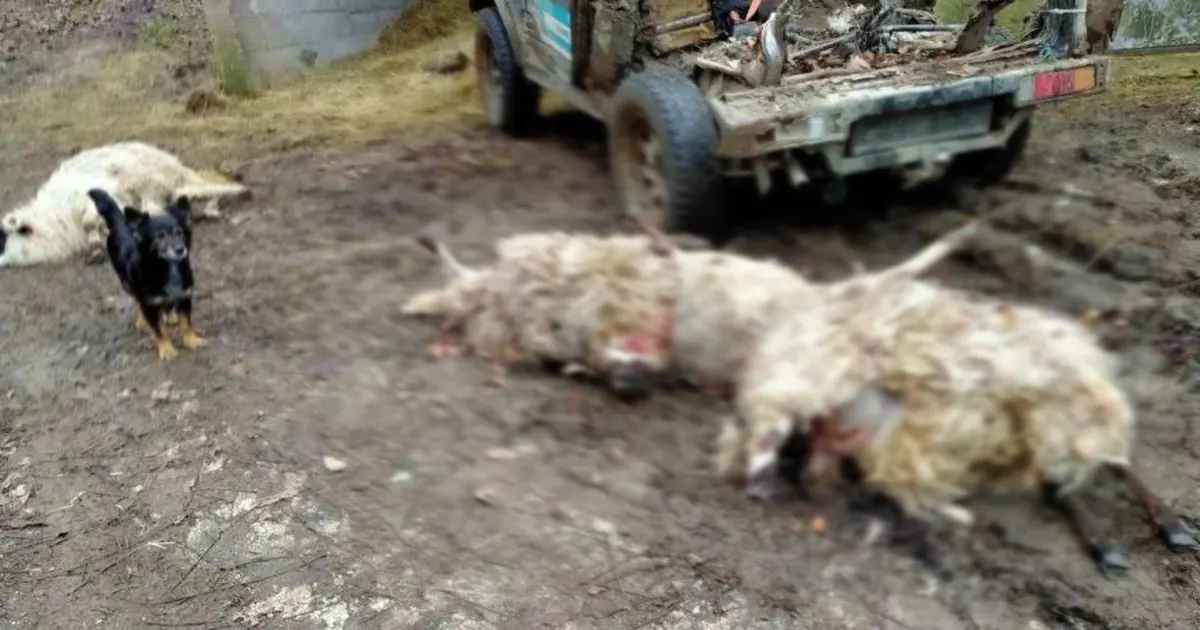 U selima kod Prozora vukovi zaklali oko stotinu ovaca i koza