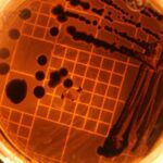 laboratorija