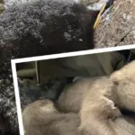 Nakon što je medvjedica ubijena, pronađena su tri njena mladunca