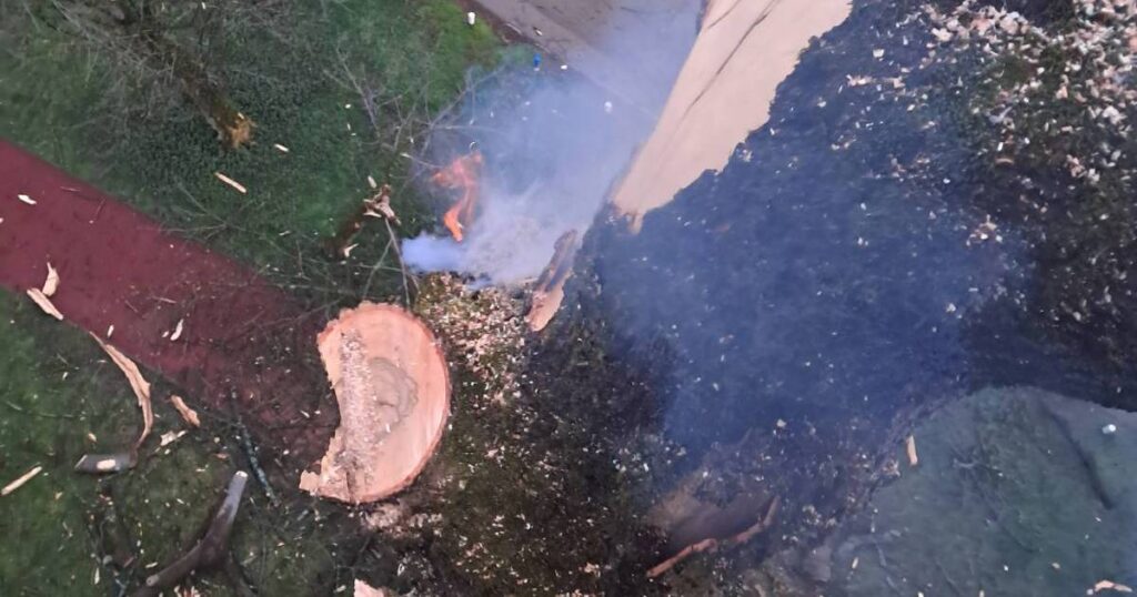 Grom udario u stablo