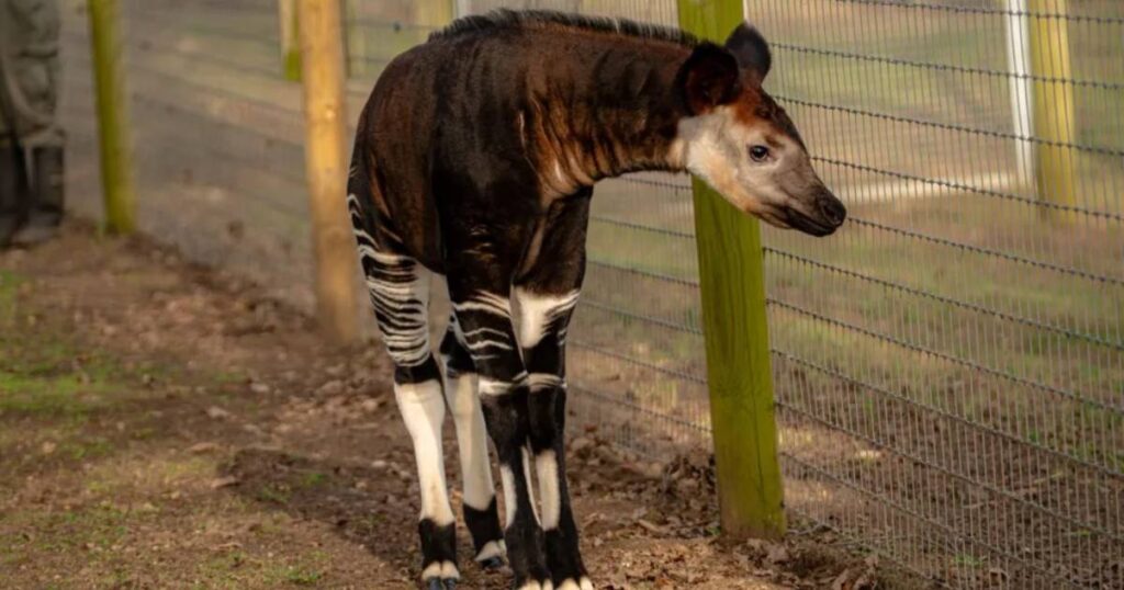 okapi