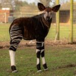 okapi