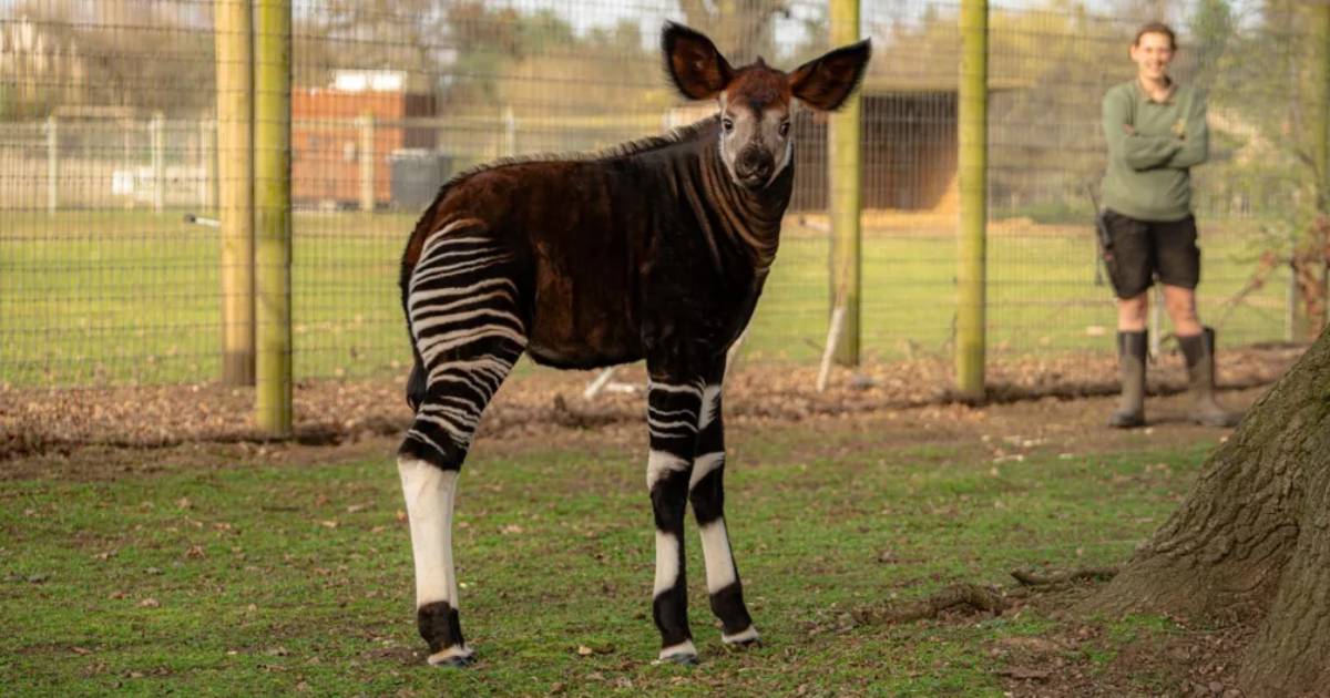 okapi