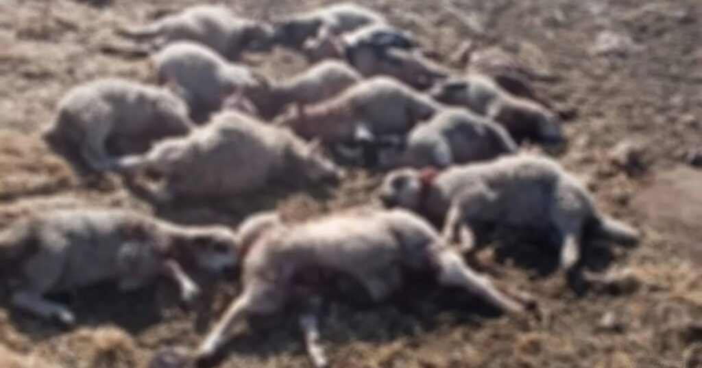 Psi napali stado ovaca