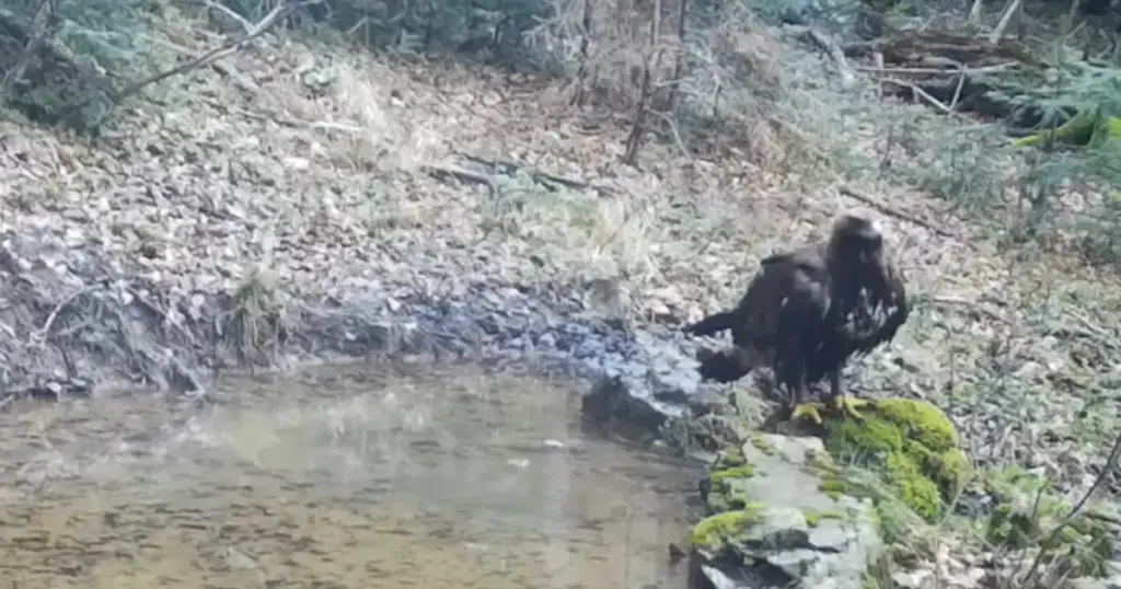 Suri orao na Plitvičkim jezerima