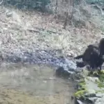 Suri orao na Plitvičkim jezerima
