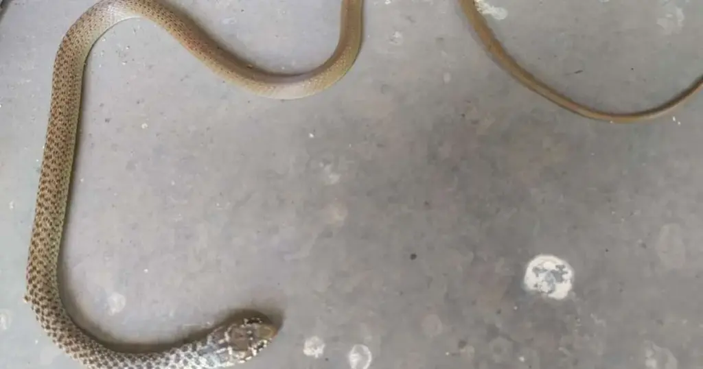 Zmije u BiH su već počele izlaziti: Vatrogasci  hvatali zmiju po ulici. Ulaze i u kuće