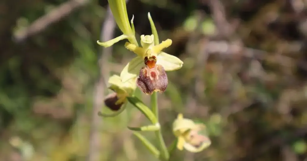 U Blagaju pronađena rijetka vrsta orhideje – jadranska kokica