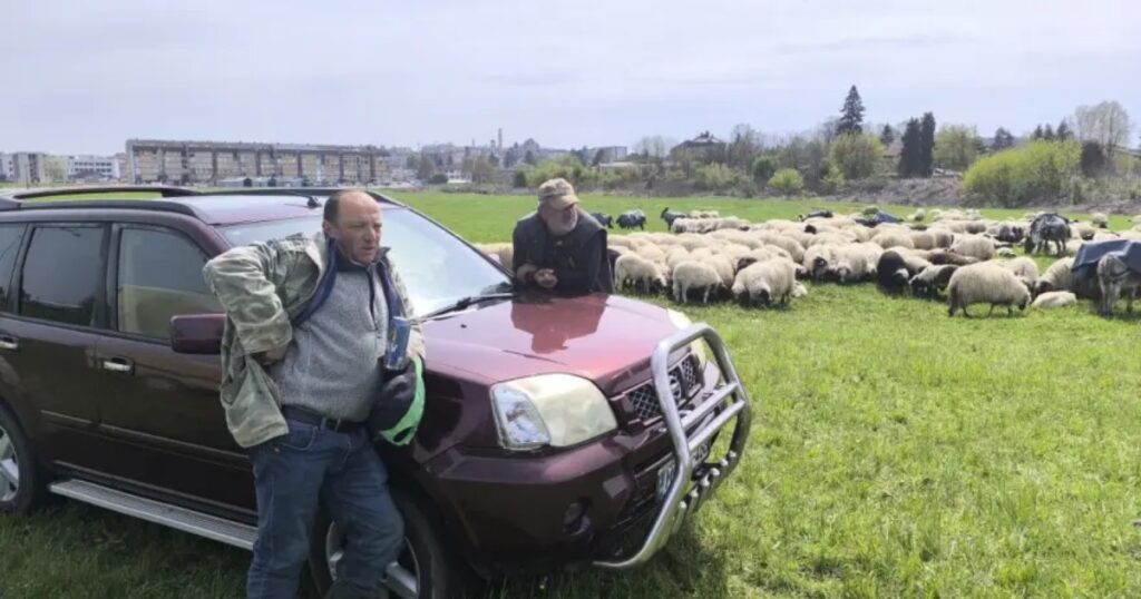 Čobanin sa 800 ovaca: Realna cijena jagnjeta trebalo bi da bude 10 KM po kg