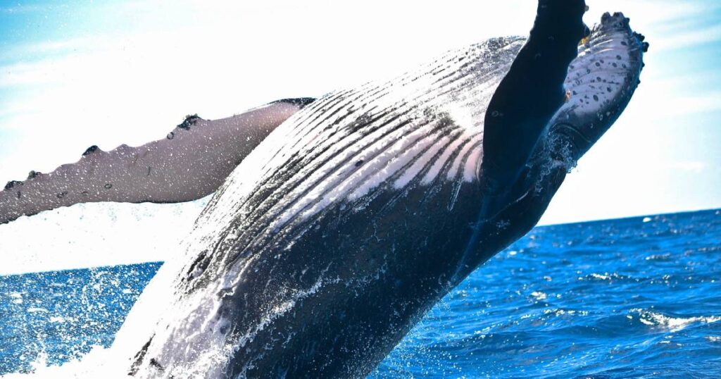 Naučnici zbunjeni novim obrascima ponašanja: Kitovi se okupljaju u ogromne “super-grupe”