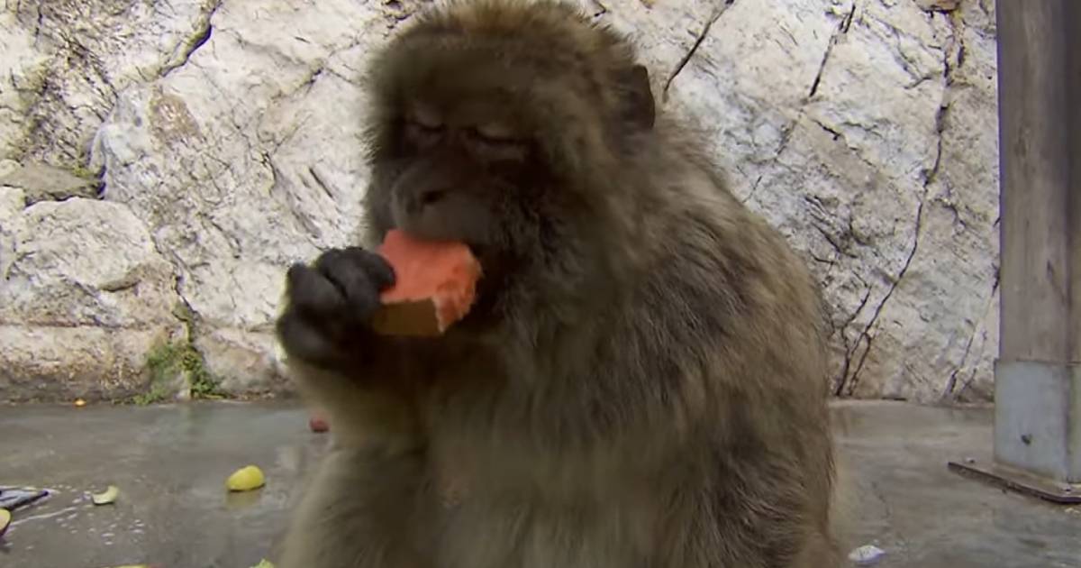 makaki majmuni gibraltar