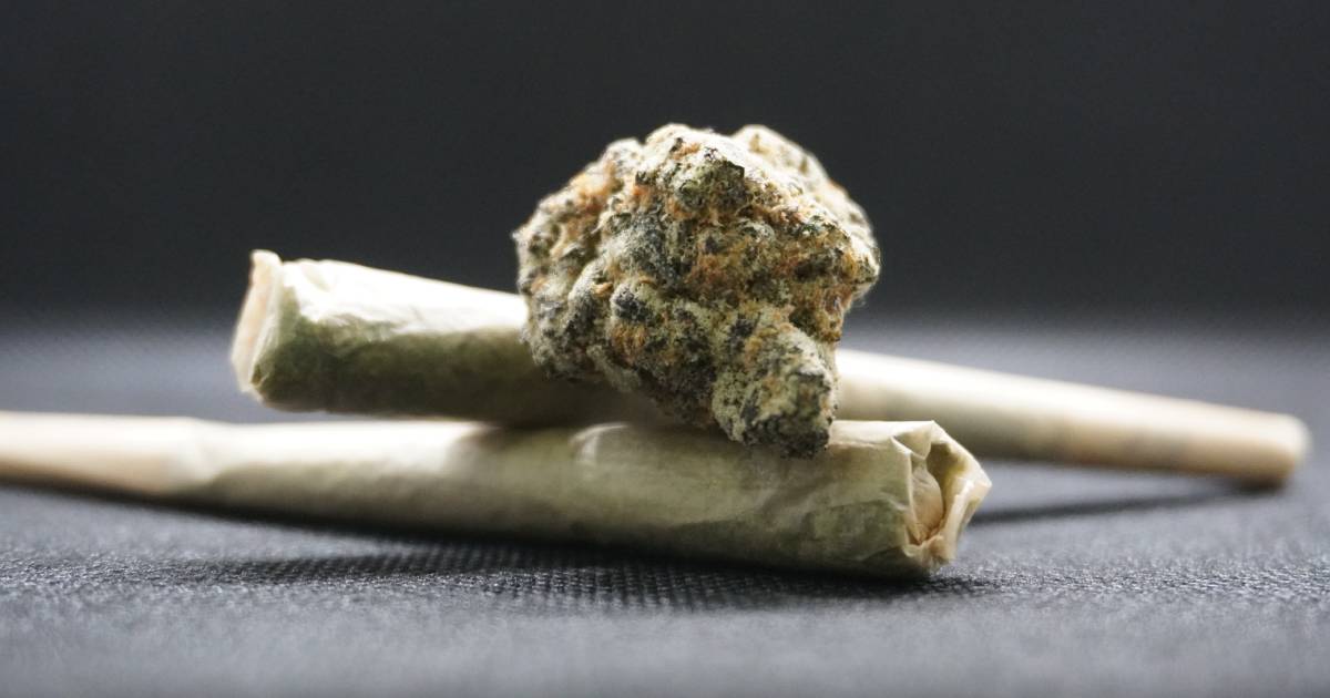 marihuana kanabis