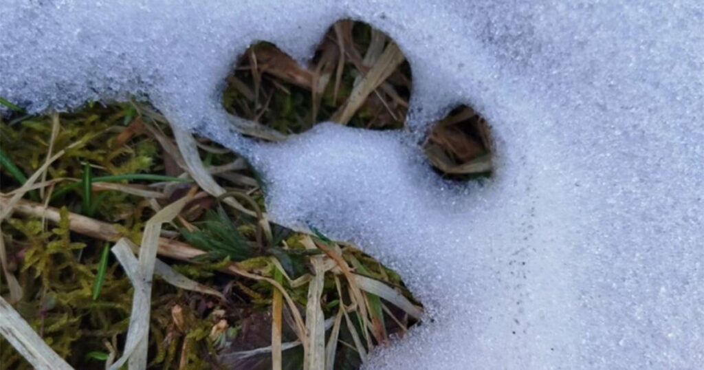 Medvjedica s mladima viđena u blizini sarajevskog naselja
