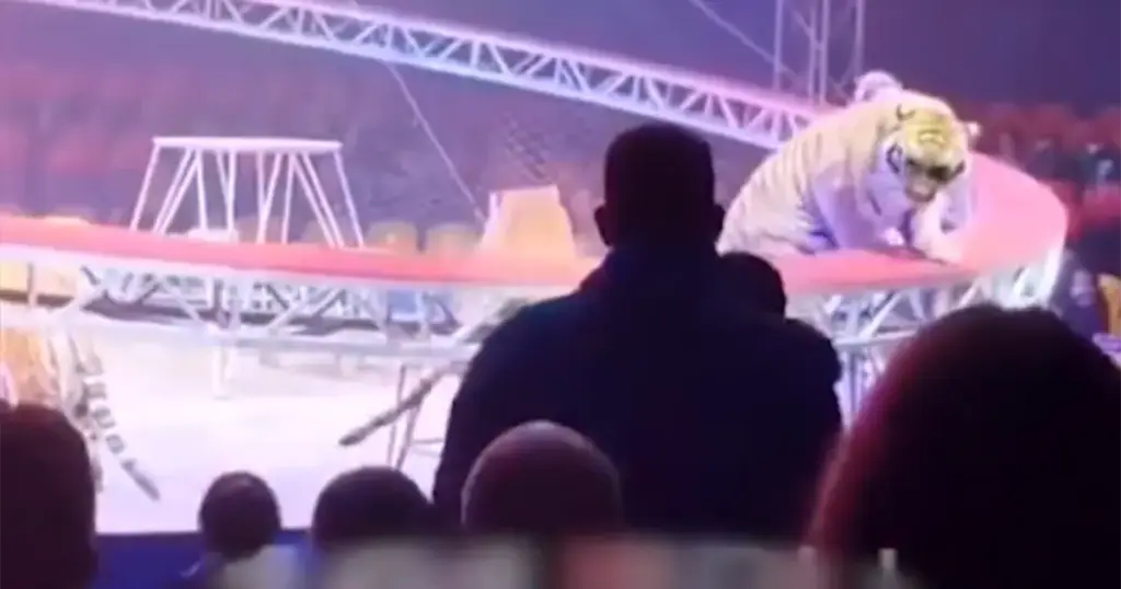 Tigar skočio među gledatelje u cirkusu, uslijedila je neviđena panika
