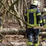 Palo drvo u šumi i ubilo majku, bebu i djevojčicu