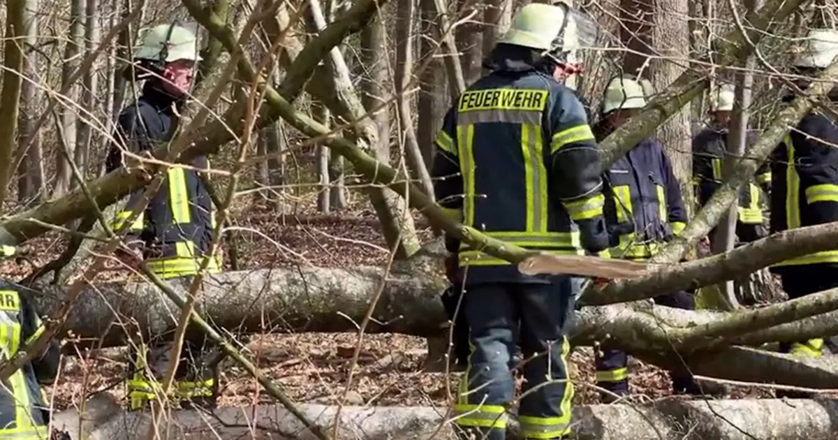 Palo drvo u šumi i ubilo majku, bebu i djevojčicu