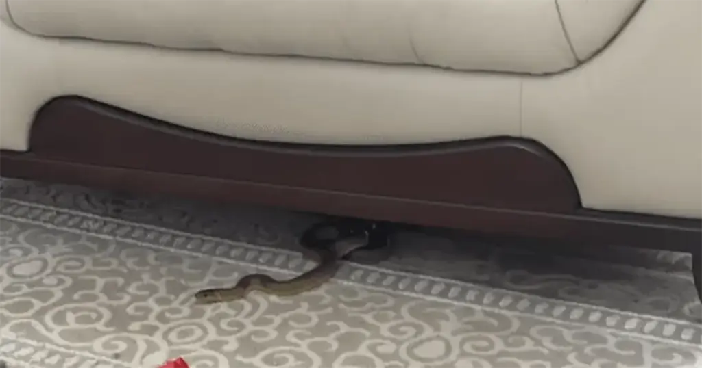 Zmija ušla u kuću u Mostaru