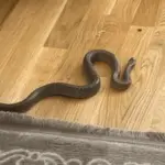 Zmija ušla u kuću u Mostaru