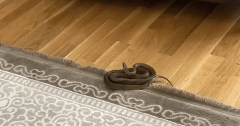 Zmija ušla u kuću u Mostaru