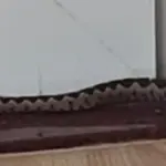 Poskok u lokalu