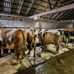 farma krave