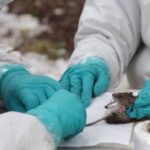hantavirus