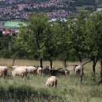 kurban