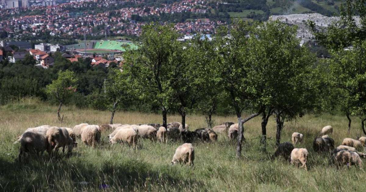 kurban