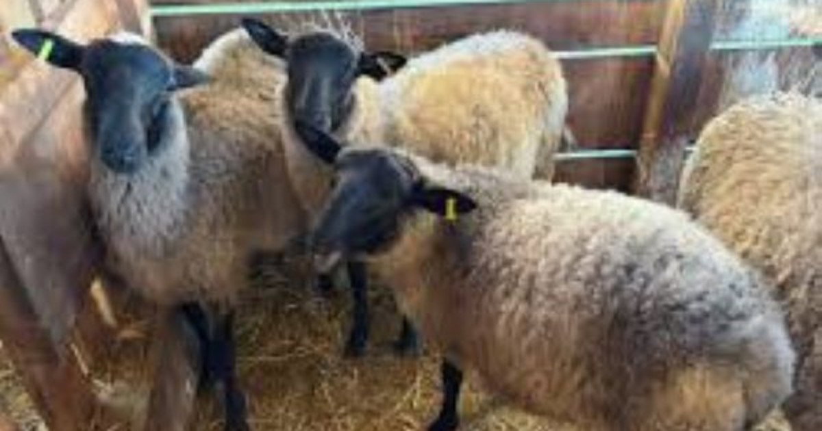 Veterinarske inspekcije povodom Kurban-bajrama: Samo jedan dokument može se uvažiti