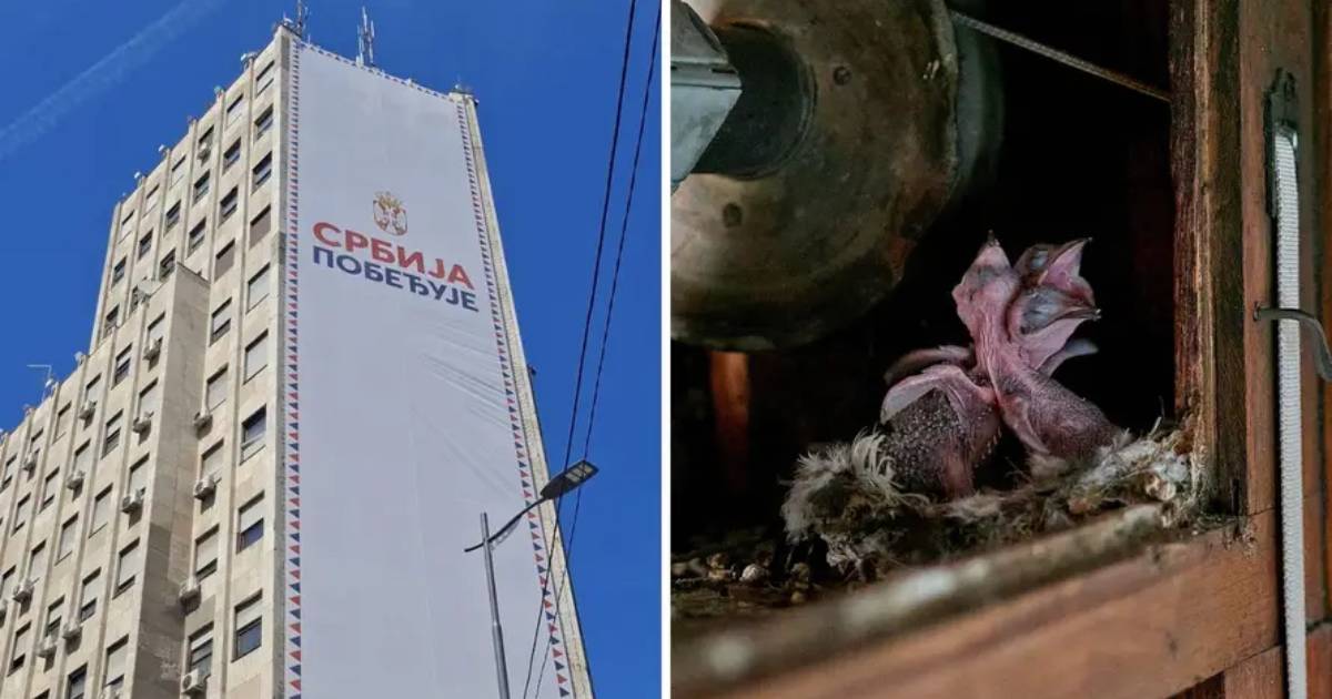 plakat srbija ptice