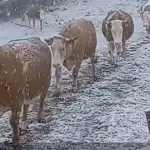 Snimci sa Janjske visoravni