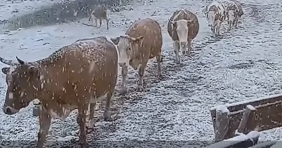 Snijeg uveliko pada u jednom dijelu BiH. Pred nama hladna noć, a ujutro – mraz!