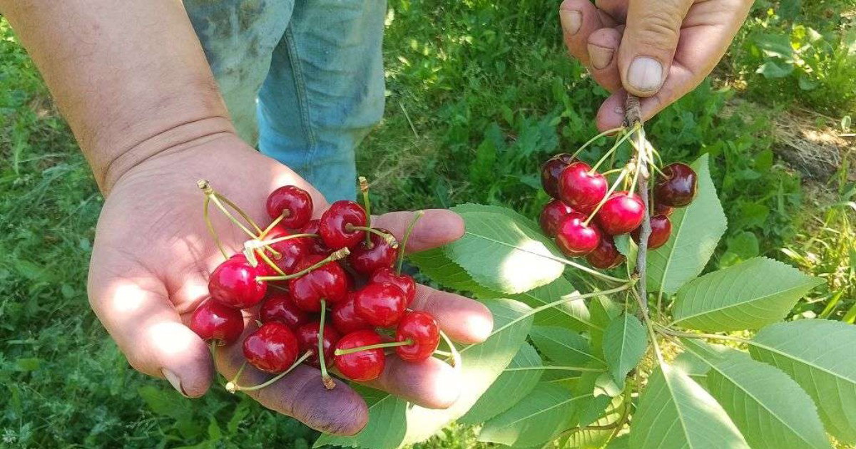 Odličan urod trešnje