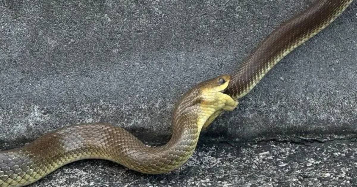 Zmije snimljene kod hotela u Sarajevu