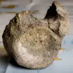 Pronađena kost dinosaura na Antarktiku