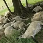 Ibrahimovići izgubili cijelo stado ovaca