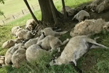 Ibrahimovići izgubili cijelo stado ovaca