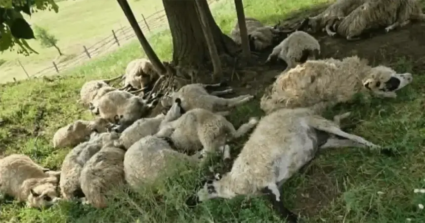 Ibrahimovići izgubili cijelo stado ovaca